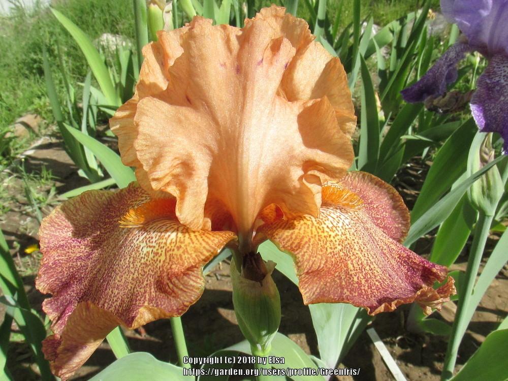 Photo of Tall Bearded Iris (Iris 'Tanzanian Tangerine') uploaded by GreenIris