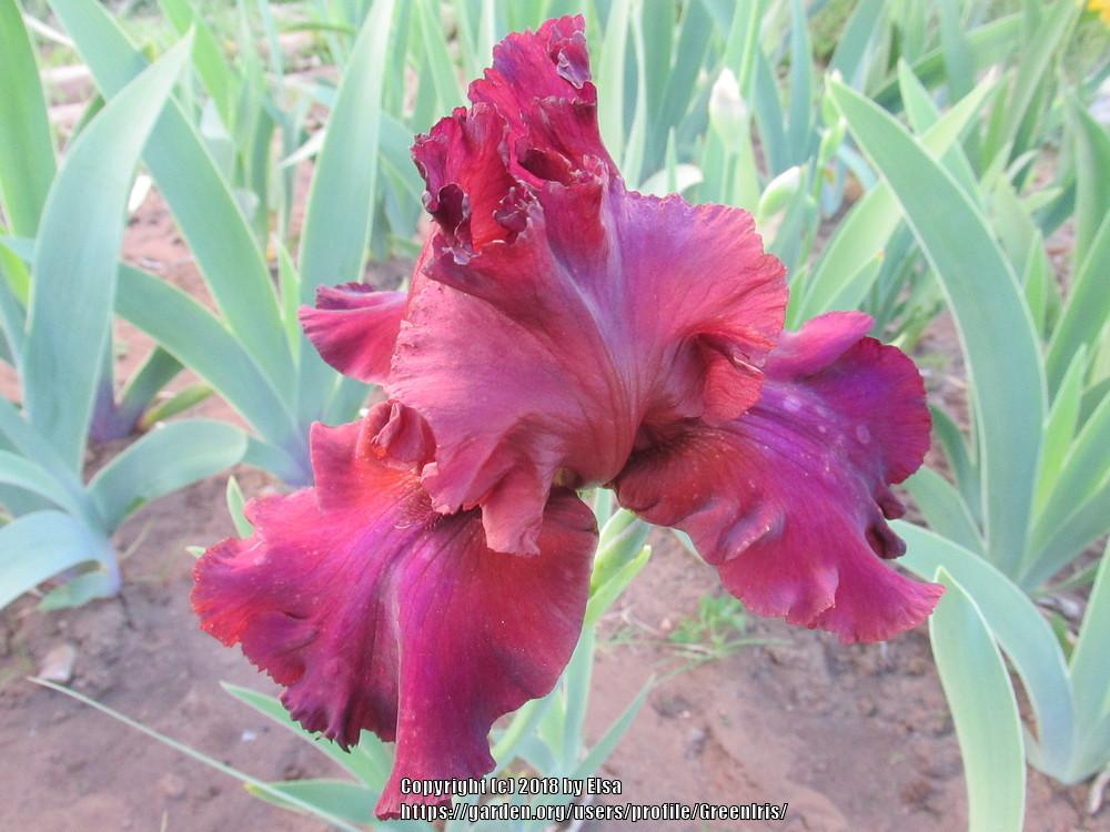 Photo of Tall Bearded Iris (Iris 'Tiff') uploaded by GreenIris