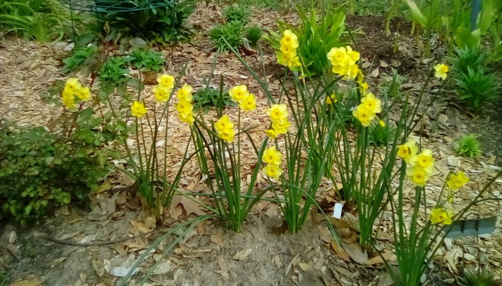 Photo of Jonquilla Daffodil (Narcissus 'Kokopelli') uploaded by Kabby