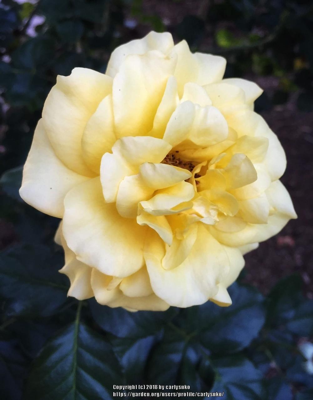 Photo of Rose (Rosa 'Sparkle & Shine') uploaded by carlysuko