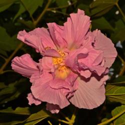 Location: Botanical Gardens of the State of Georgia...Athens, Ga
Date: 2018-10-17
Hibiscus Confederate Rose - Plenus 001