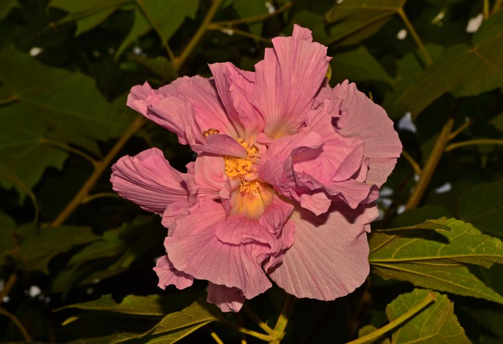 Photo of Confederate Rose (Hibiscus mutabilis) uploaded by dawiz1753