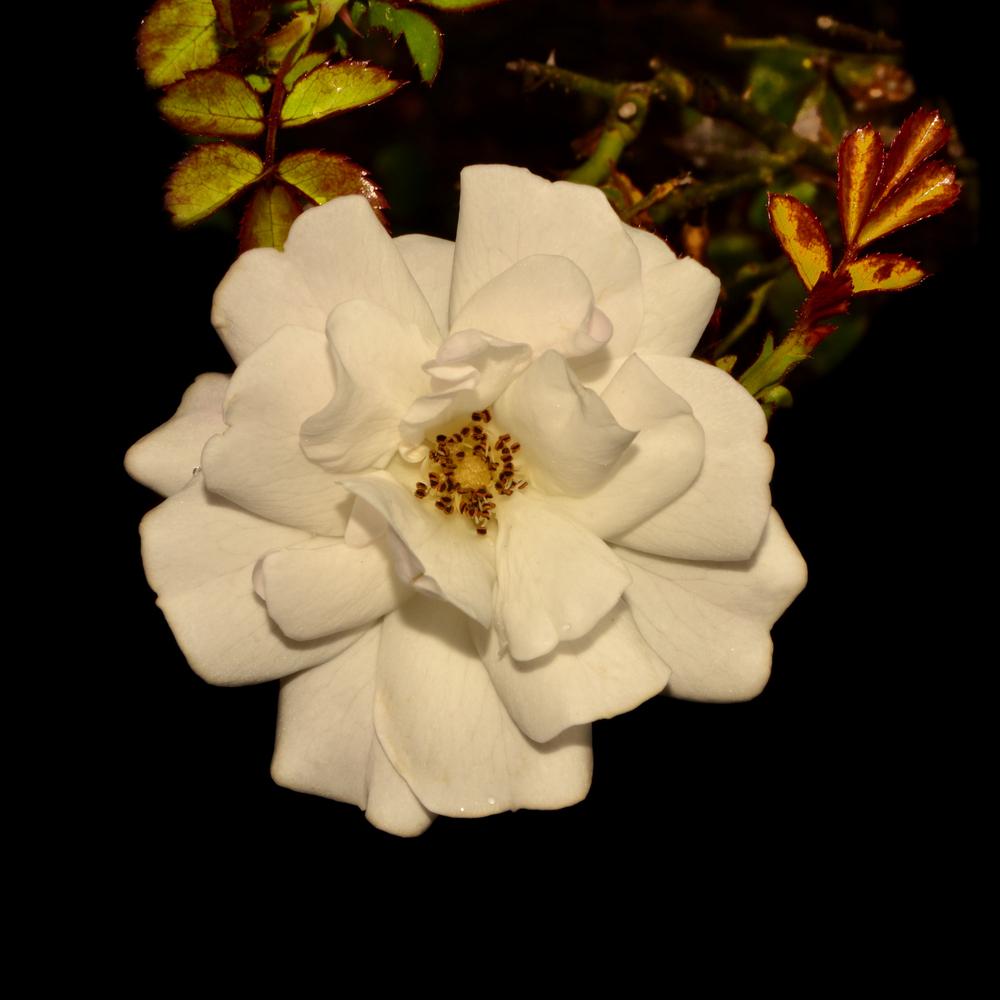 Photo of Rose (Rosa 'Sea Foam') uploaded by dawiz1753