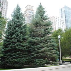 Location: Chicago, Illinois
Date: 2012-08-14
two trees planted in park in downtown