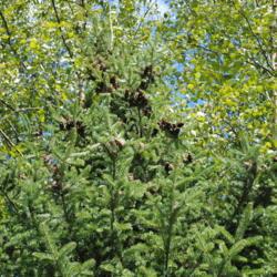 Location: West Chester, Pennsylvania
Date: 2012-09-19
brown erect seed cones at top of Balsam Fir