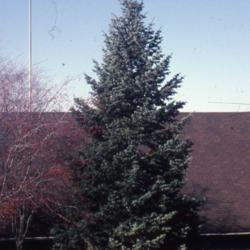 Location: Batavia, Illinois
Date: winter in 1980's
planted specimen in a park