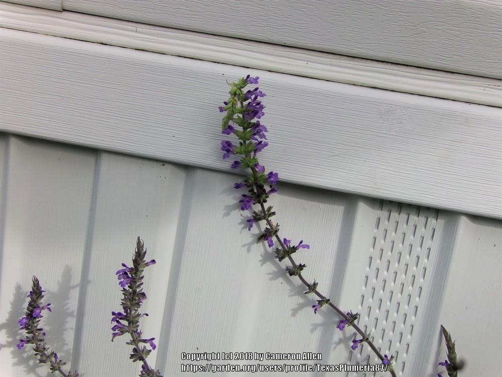 Photo of Salvias (Salvia) uploaded by TexasPlumeria87
