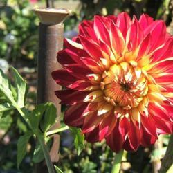 Location: Dahlia garden - full sun - zone 7
Date: 2018-10-17
Grew past four feet this year but not in previous years.