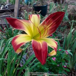 Location: My Caffeinated Garden, Grapevine, TX
Date: 2018-06-26
Big flower with great colors!
