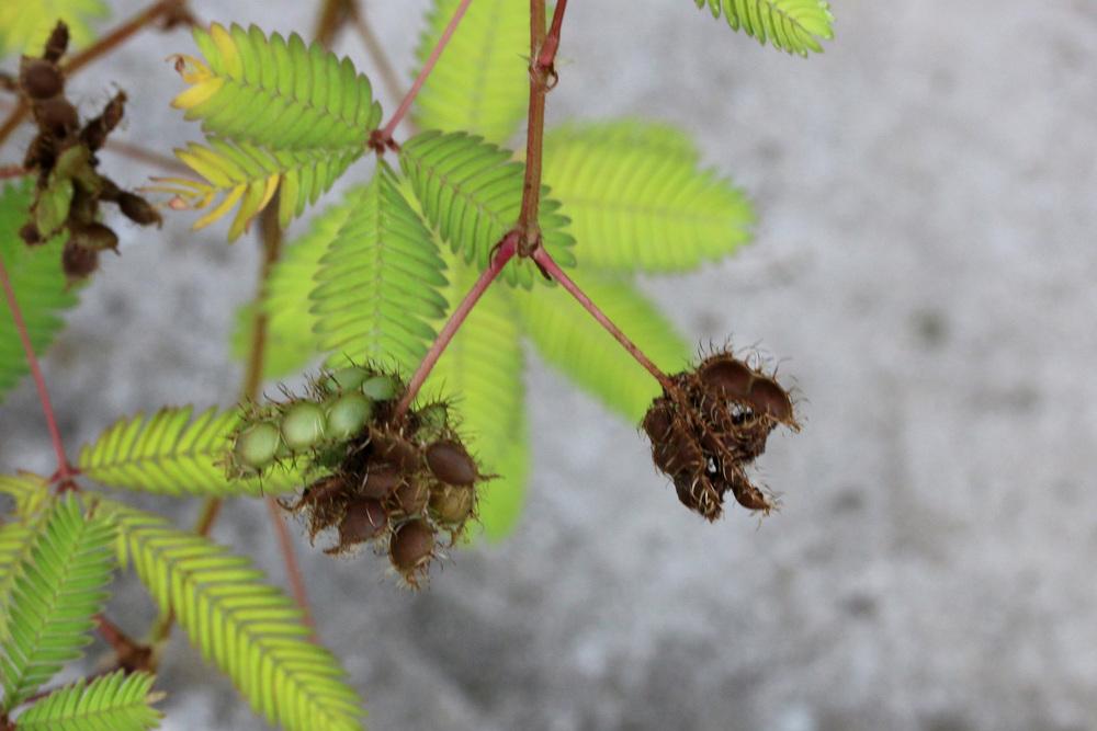 Photo of Sensitive Plant (Mimosa pudica) uploaded by GrammaChar