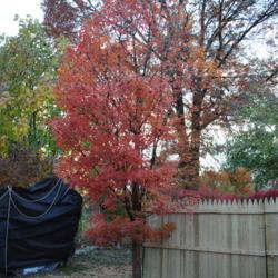 Location: West Chester, Pennsylvania
Date: 2011-11-11
young tree with red fall color