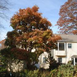 Location: West Chester, Pennsylvania
Date: 2011-11-14
full-grown specimen starting fall color