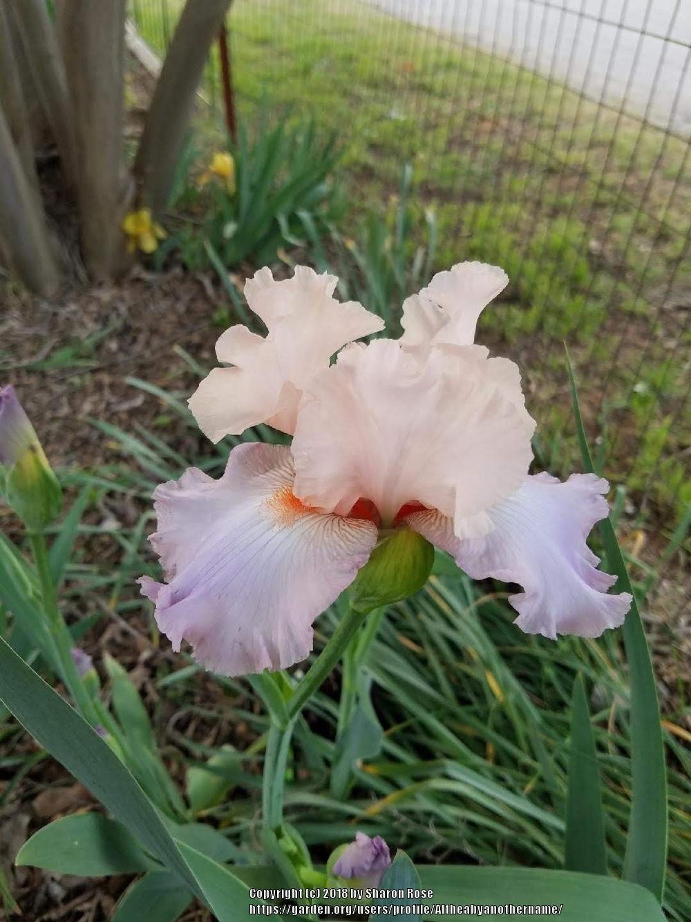 Photo of Tall Bearded Iris (Iris 'Celebration Song') uploaded by Altheabyanothername