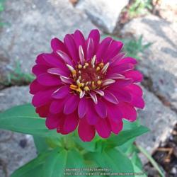 Location: My Caffeinated Garden, Grapevine, TX
Date: 2018-06-22
What is there not to love about a zinnia?