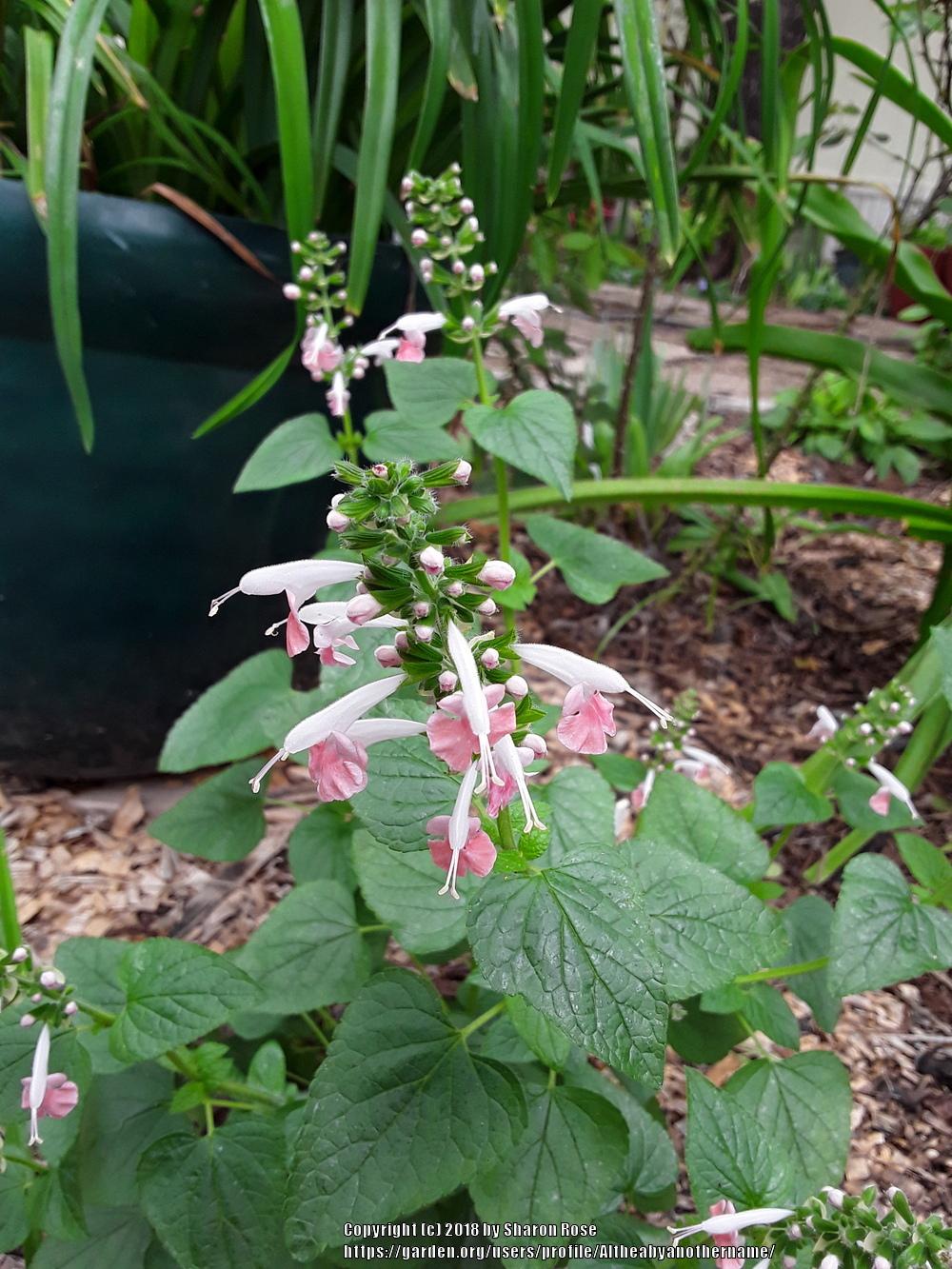 Photo of Hummingbird Sage (Salvia coccinea 'Coral Nymph') uploaded by Altheabyanothername