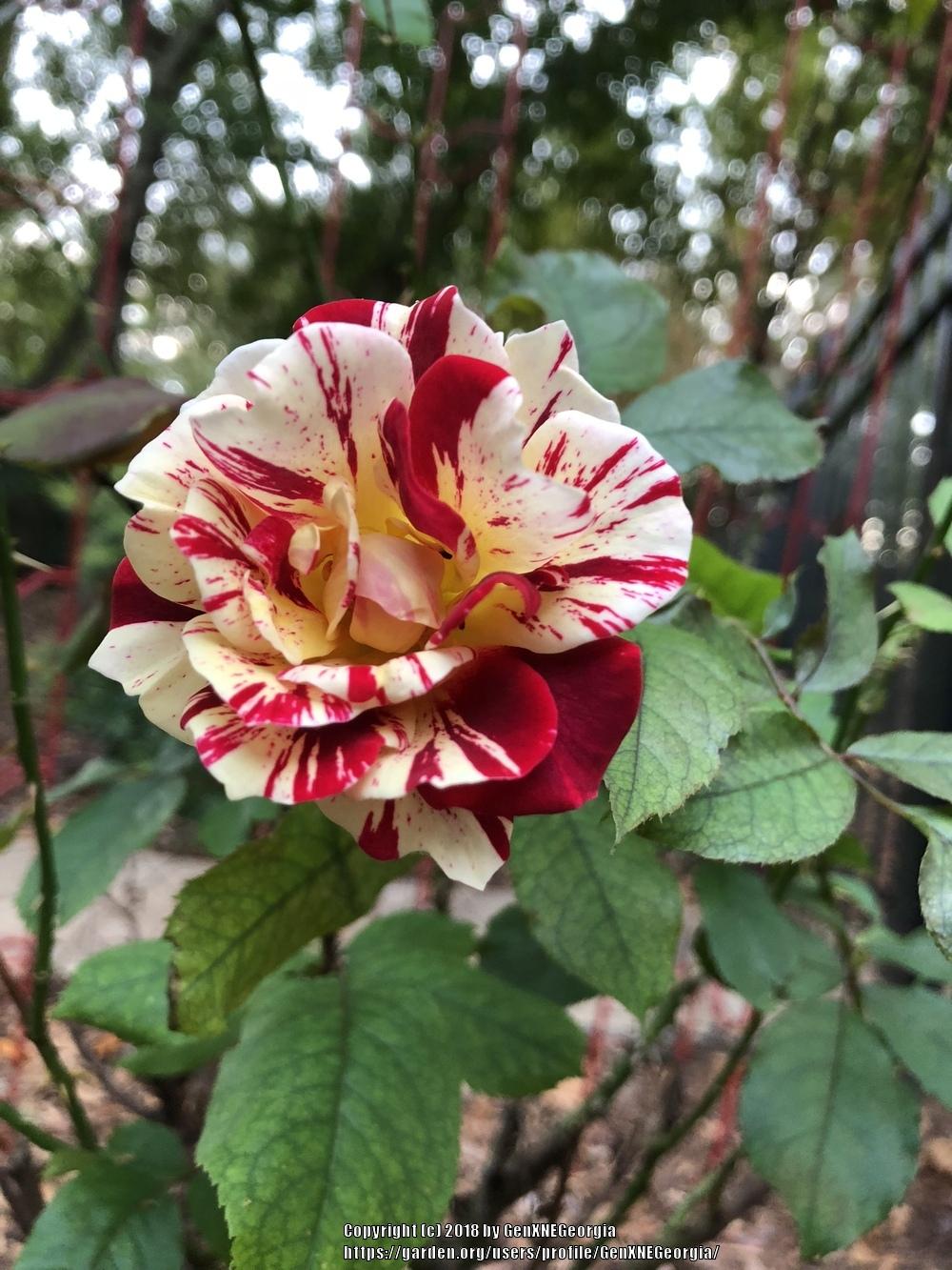 Photo of Rose (Rosa 'George Burns') uploaded by GenXNEGeorgia