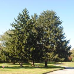 Location: Frasier, Pennsylvania
Date: 2018-10-18
three trees in a cemetery