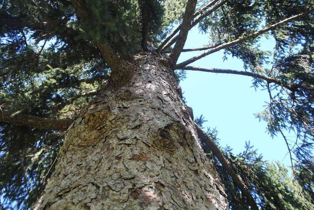 Photo of Norway Spruce (Picea abies) uploaded by ILPARW