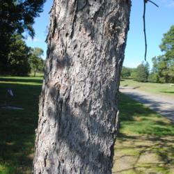 Location: Frasier, Pennsylvania
Date: 2018-10-18
trunk and bark