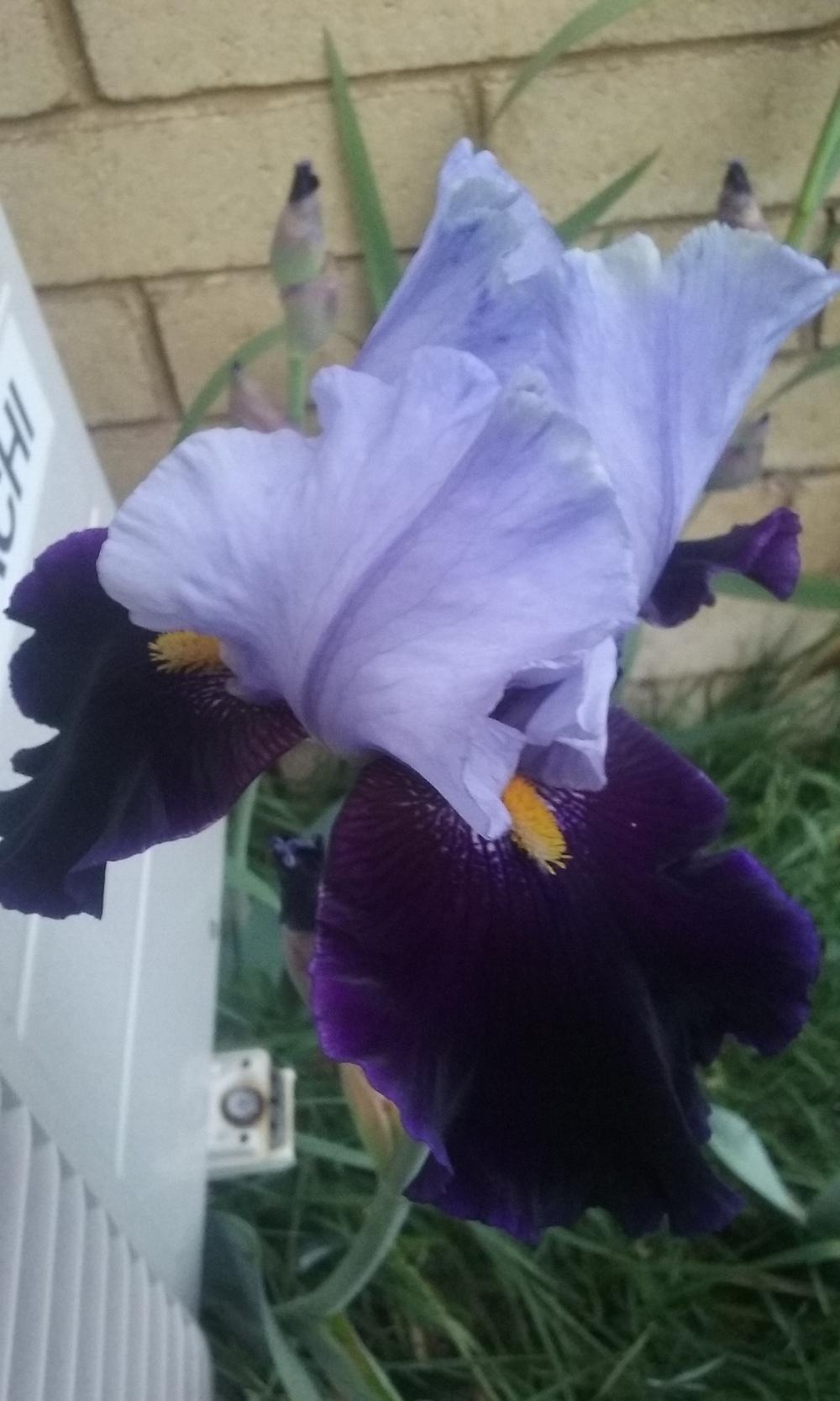 Photo of Tall Bearded Iris (Iris 'Habit') uploaded by gwhizz