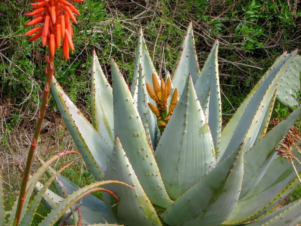 Photo of Flat-Flowered Aloe (Aloe marlothii) uploaded by Baja_Costero