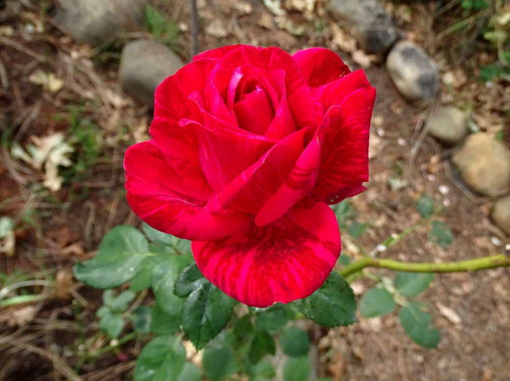 Photo of Rose (Rosa 'Red Intuition') uploaded by Beth_NorCal