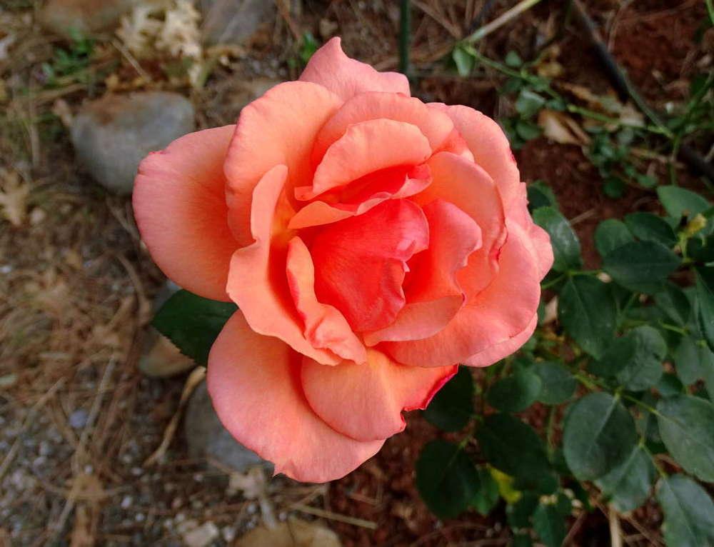 Photo of Rose (Rosa 'Nancy Reagan') uploaded by Beth_NorCal