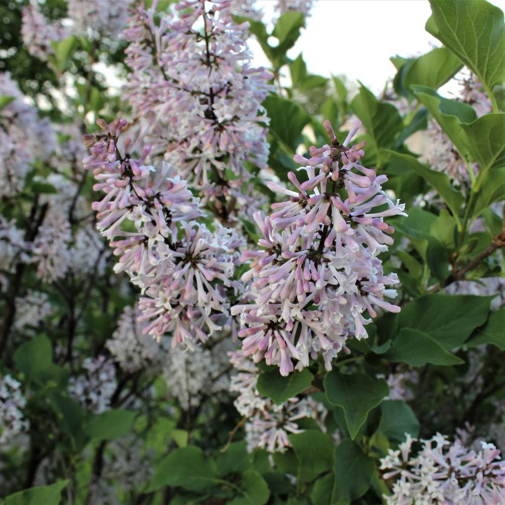 Photo of Manchurian Lilac (Syringa pubescens subsp. patula 'Miss Kim') uploaded by blue23rose