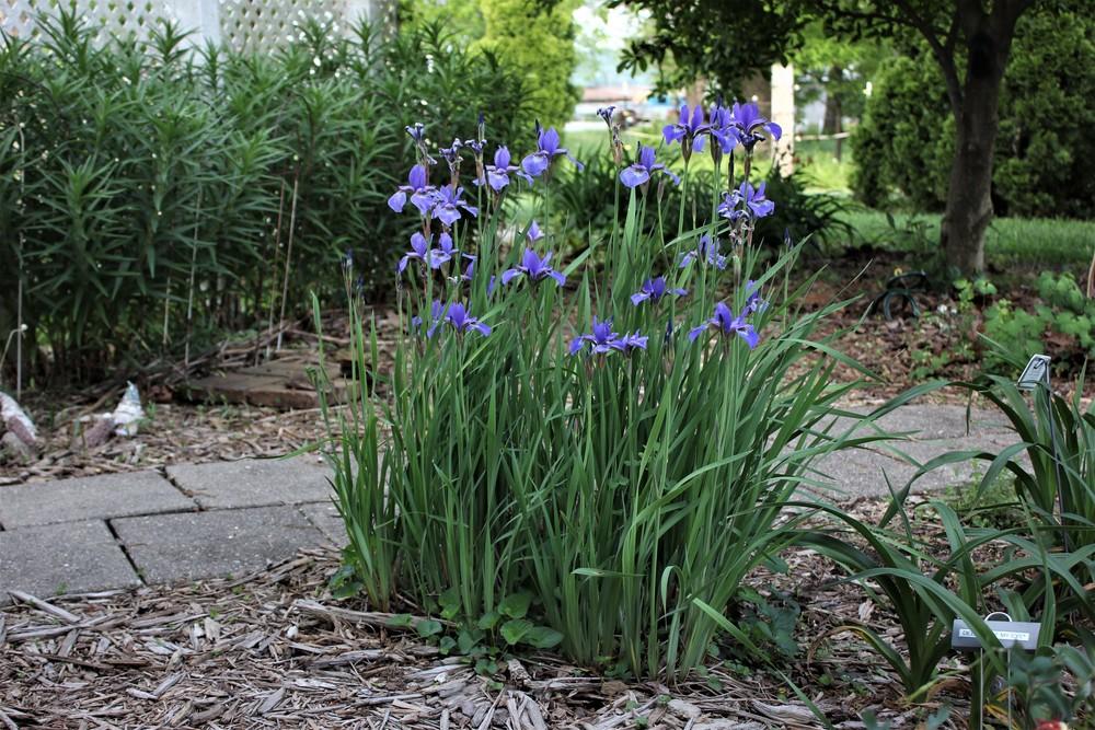 Photo of Siberian Iris (Iris 'Caesar's Brother') uploaded by blue23rose