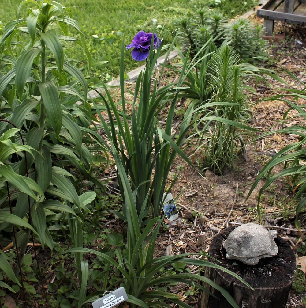 Photo of Siberian Iris (Iris 'Concord Crush') uploaded by blue23rose