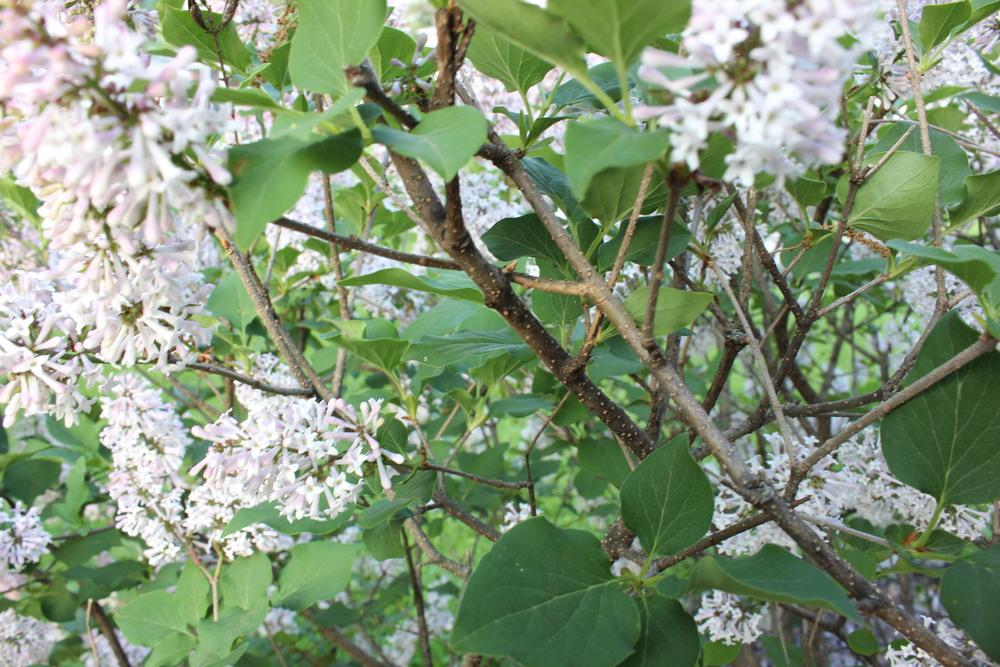 Photo of Manchurian Lilac (Syringa pubescens subsp. patula 'Miss Kim') uploaded by blue23rose