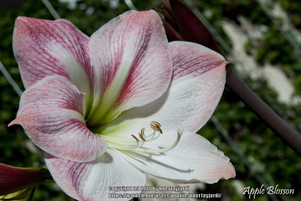 Photo of Amaryllis (Hippeastrum 'Apple Blossom') uploaded by huertayjardi