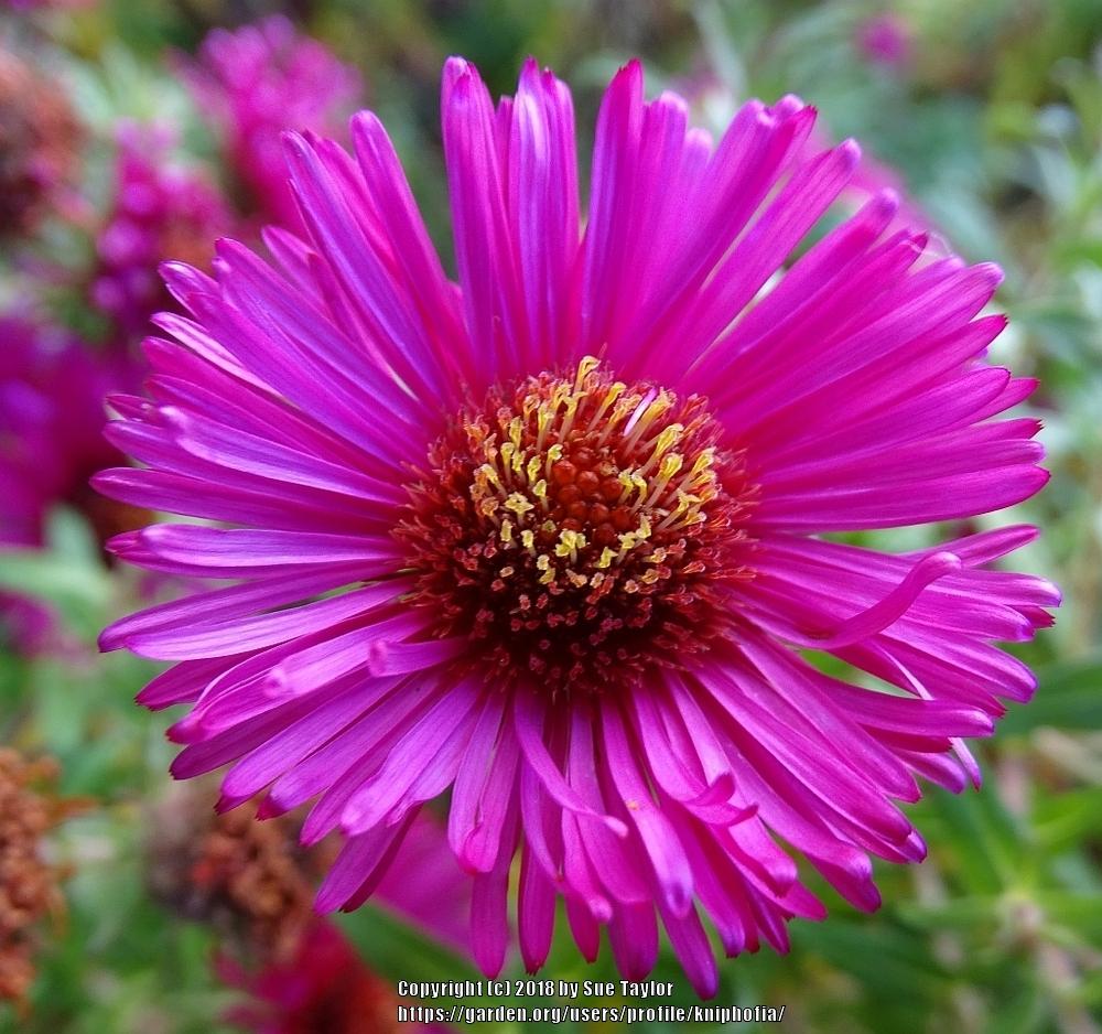 Photo of New England Aster (Symphyotrichum novae-angliae 'Andenken an Alma Pötschke') uploaded by kniphofia