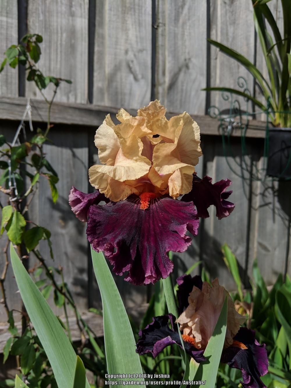 Photo of Tall Bearded Iris (Iris 'Ocelot') uploaded by Australis