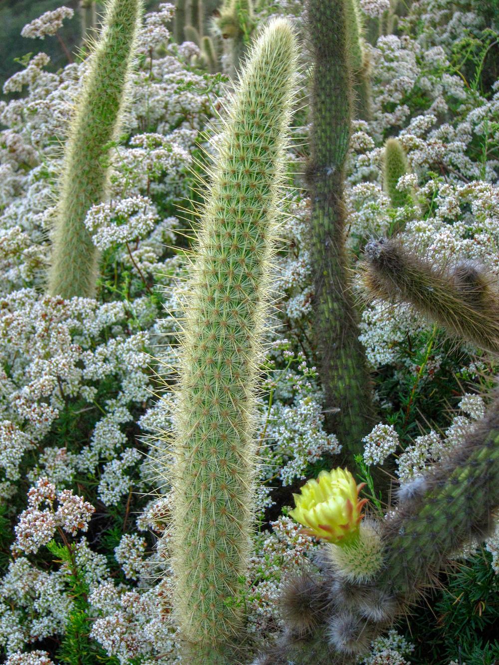 Photo of Sprawling Cactus (Bergerocactus emoryi) uploaded by Baja_Costero