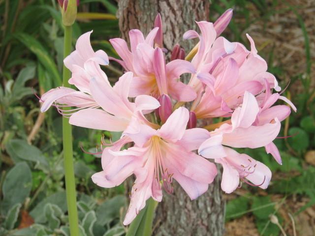 Photo of Surprise Lily (Lycoris squamigera) uploaded by blue23rose