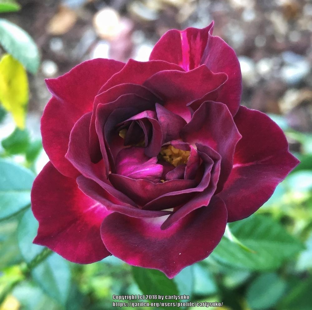 Photo of Rose (Rosa 'Diamond Eyes') uploaded by carlysuko
