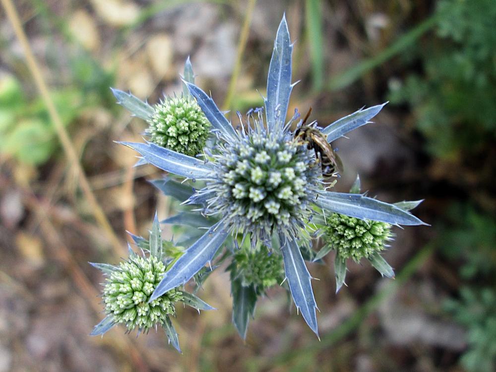 Photo of Sea Holly (Eryngium planum) uploaded by lauribob