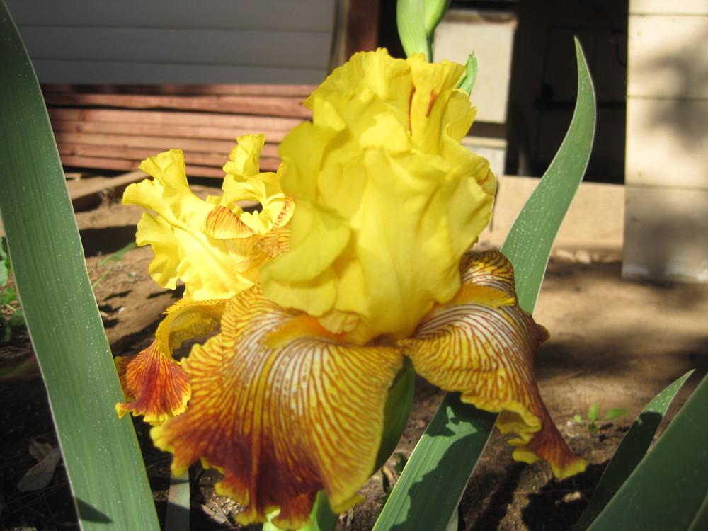 Photo of Tall Bearded Iris (Iris 'Bengal Tiger') uploaded by shalyn