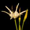 Florida Spider Lily 018