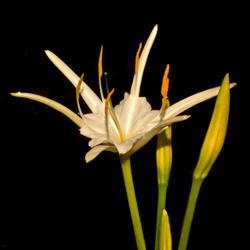 Location: Botanical Gardens of the State of Georgia...Athens, Ga
Date: 2018-10-17
Florida Spider Lily 018