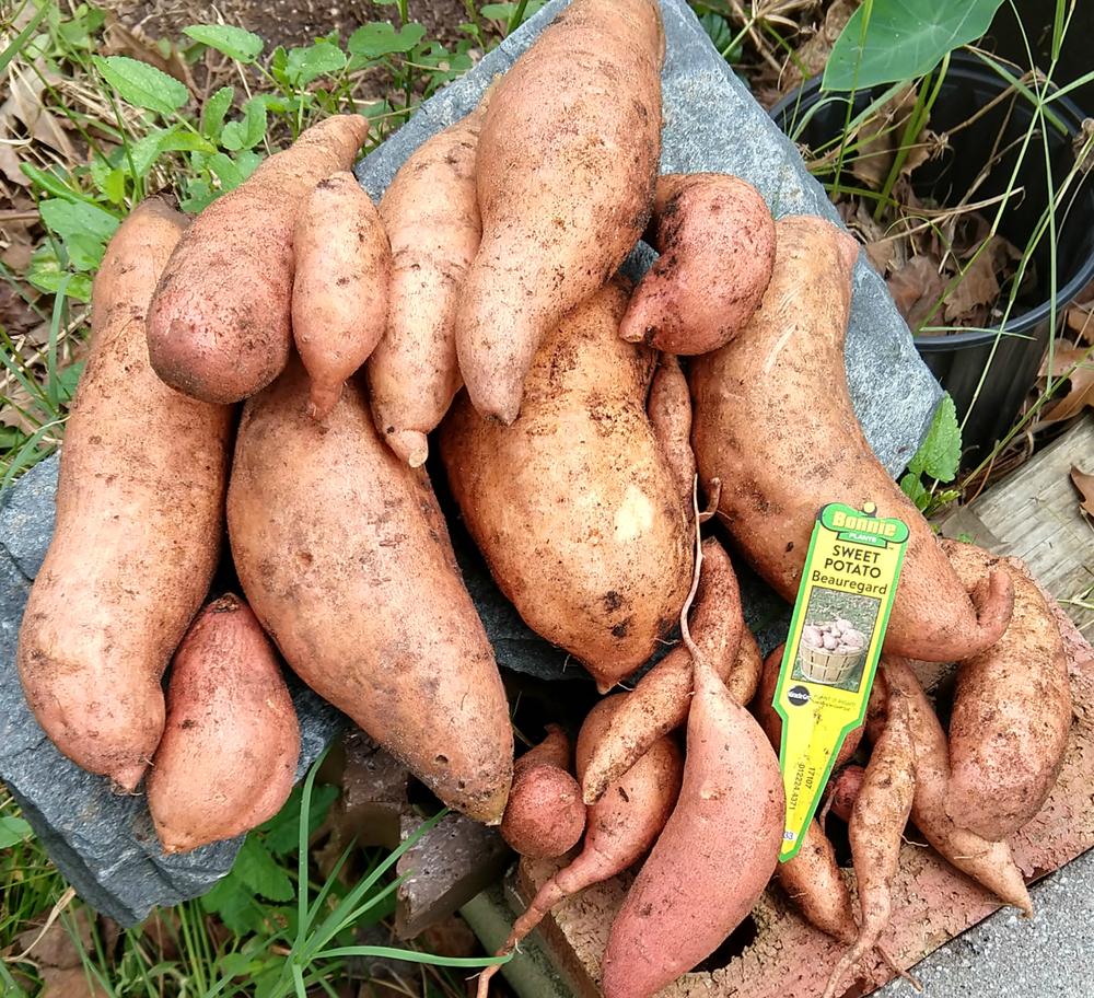 Photo of Sweet Potato (Ipomoea batatas 'Beauregard') uploaded by greene