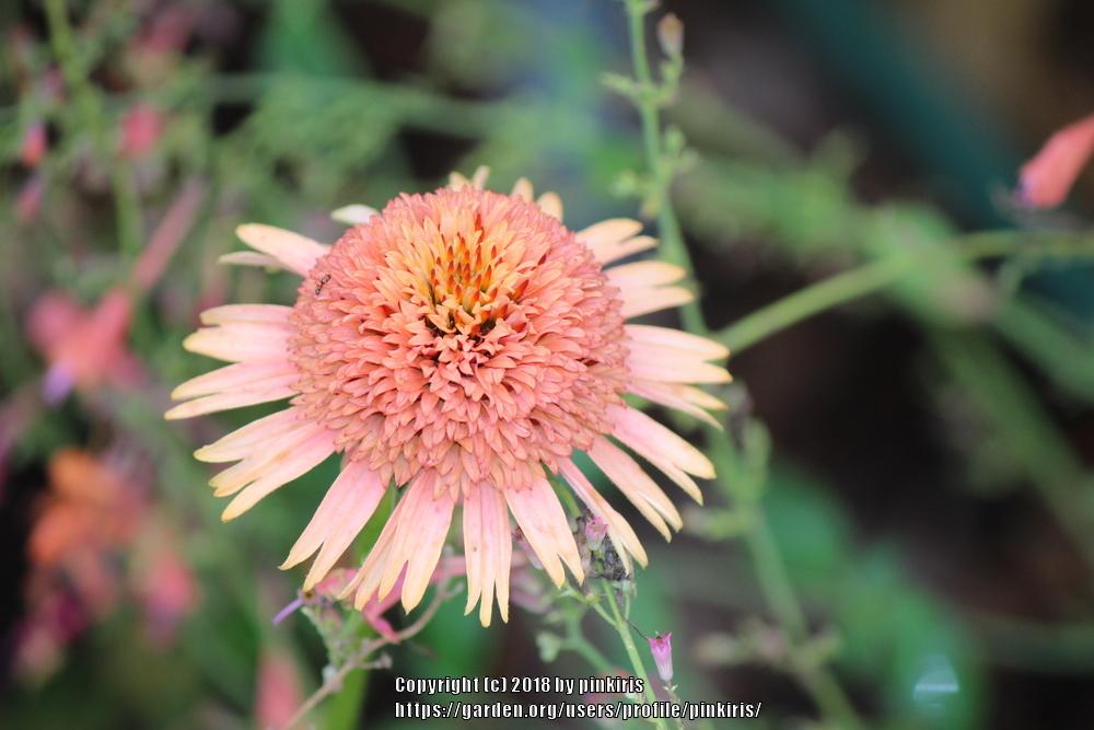 Photo of Coneflower (Echinacea Supreme™ Cantaloupe) uploaded by pinkiris