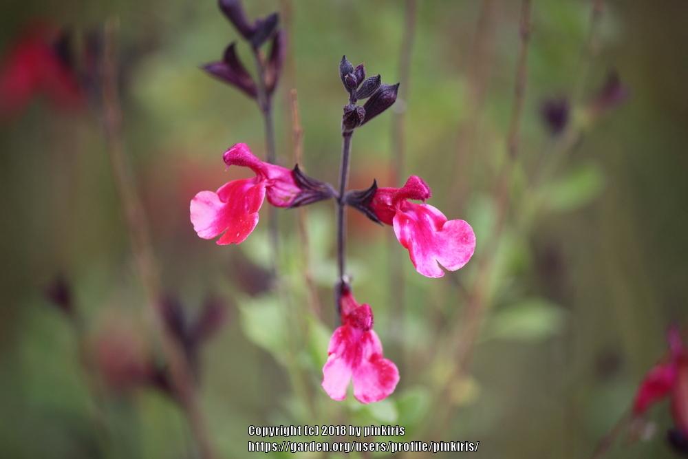 Photo of Autumn Sage (Salvia greggii) uploaded by pinkiris