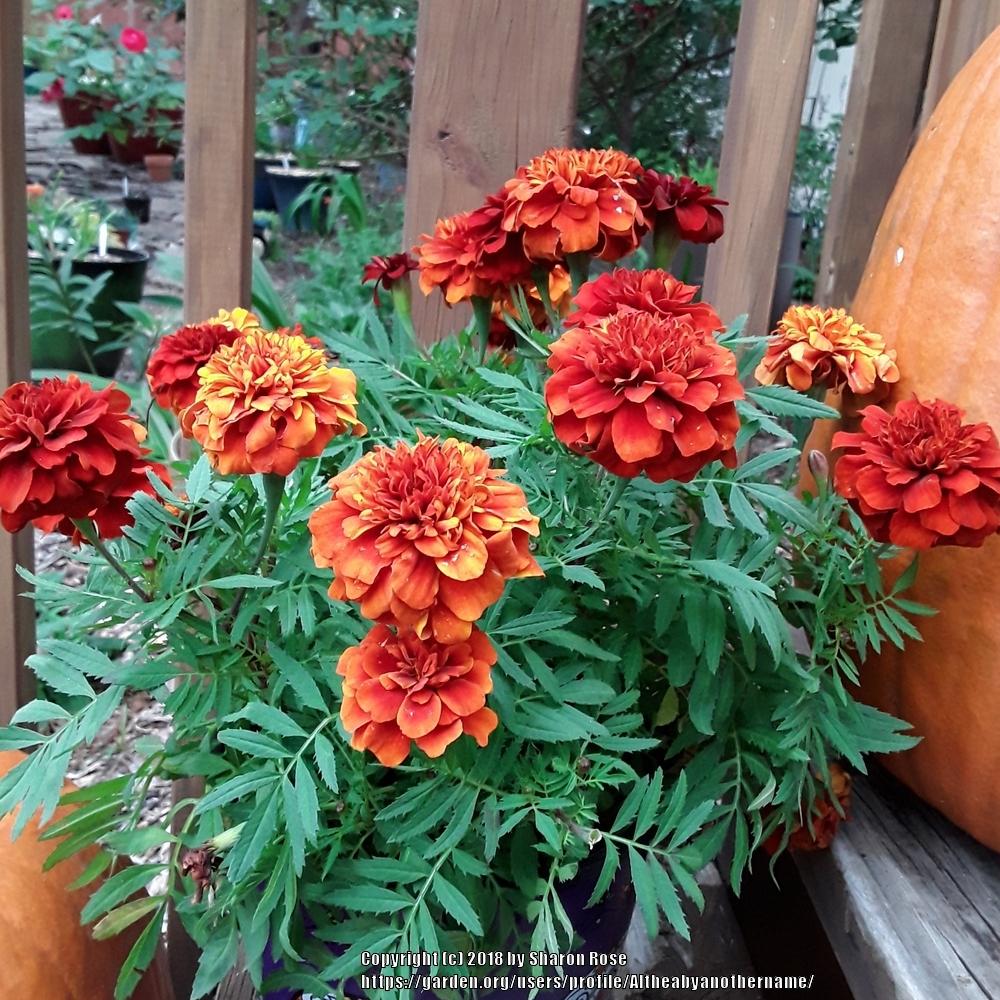 Photo of African Marigold (Tagetes erecta) uploaded by Altheabyanothername