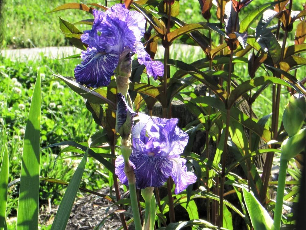 Photo of Border Bearded Iris (Iris 'Batik') uploaded by SongofJoy