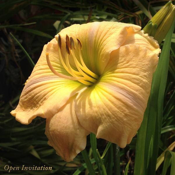 Photo of Daylily (Hemerocallis 'Open Invitation') uploaded by CaliFlowers