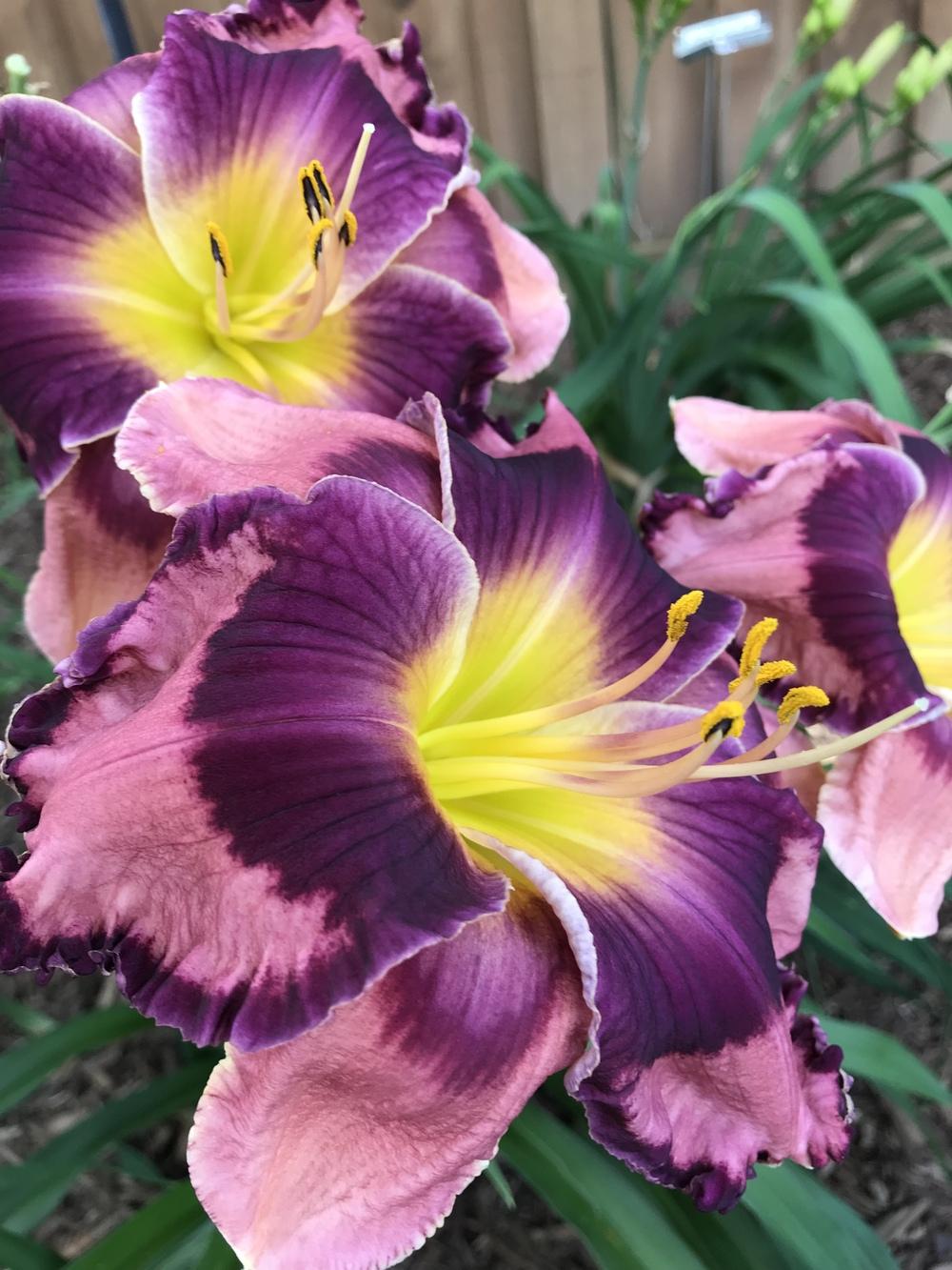 Photo of Daylily (Hemerocallis 'The Band Played On') uploaded by Kansasqueen