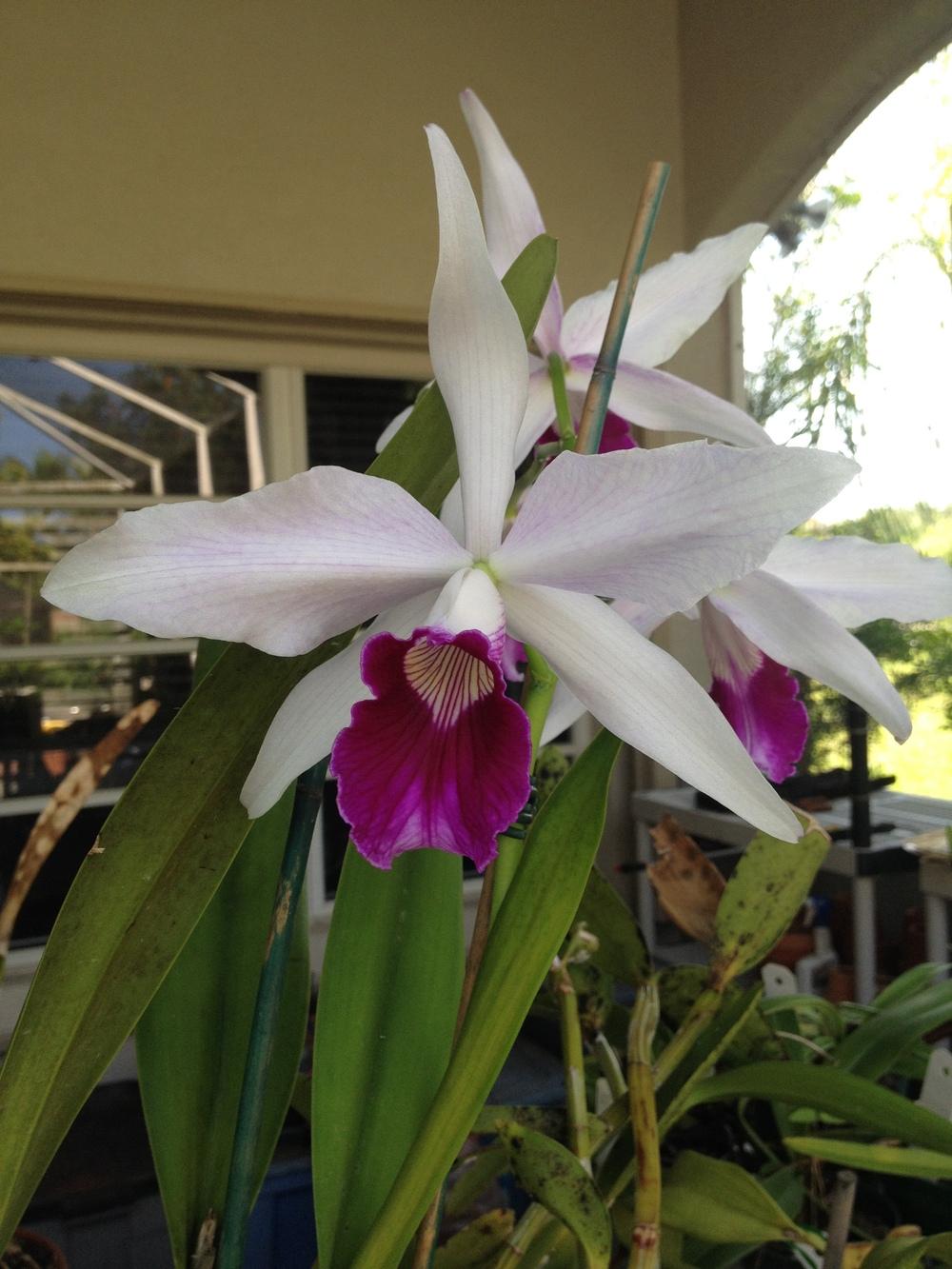 Photo of Orchid (Cattleya purpurata) uploaded by BigBill