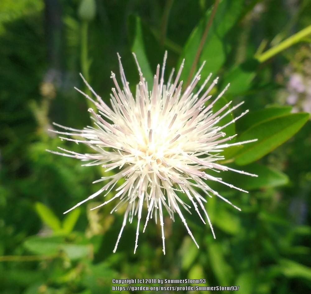 Photo of Buttonbush (Cephalanthus occidentalis) uploaded by SummerStorm93